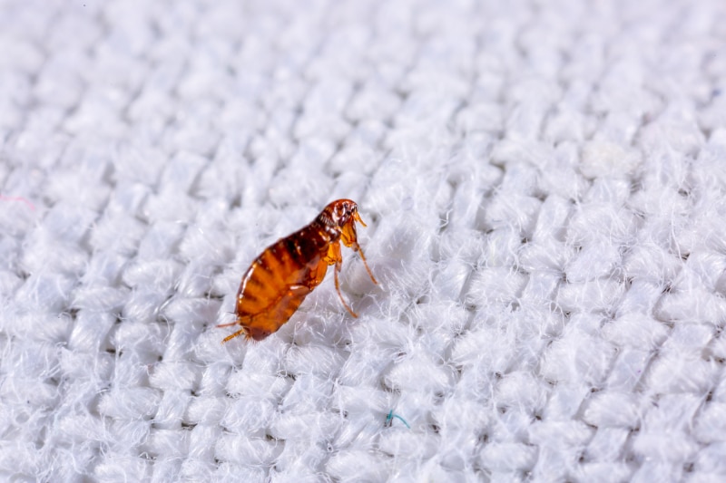 Close up of a flea on a white fabric