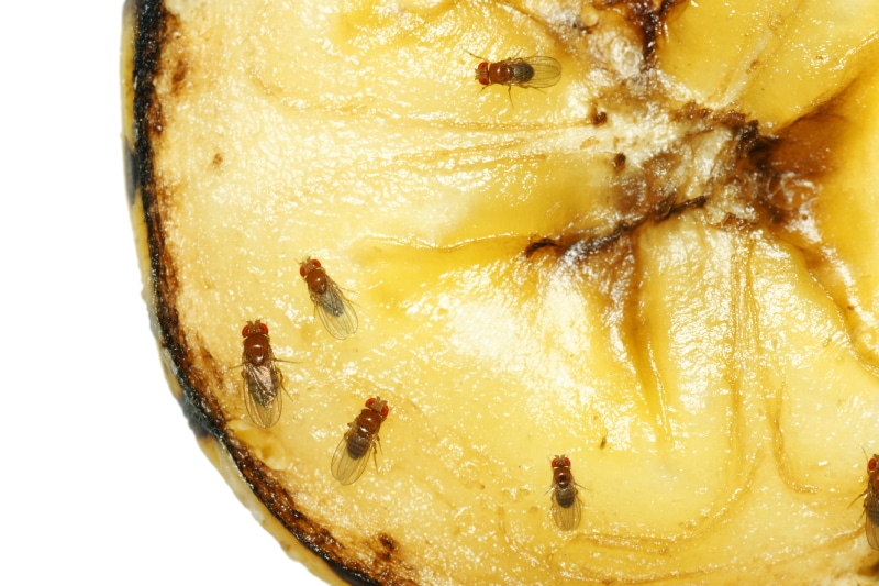 Group of fruit flies on lemon fruit