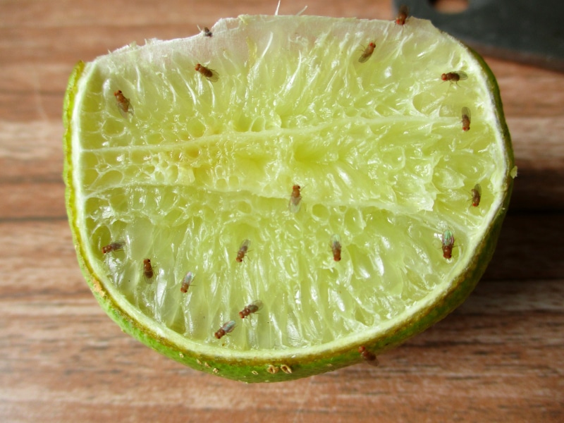 Group of fruit flies on a lime slice