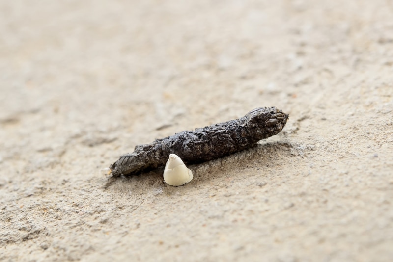 A close up on a single gecko dropping sitting on a rough, grey surface.