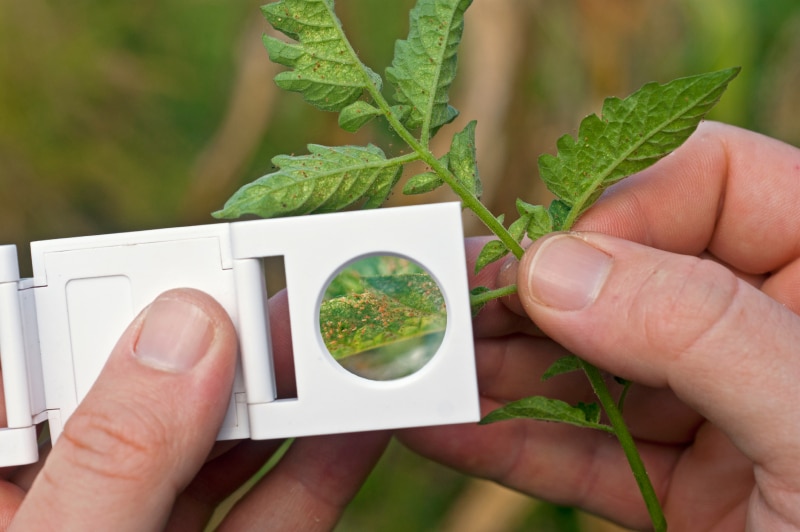 A scout monitoring spider mite with a hand lens on a tomato crop.