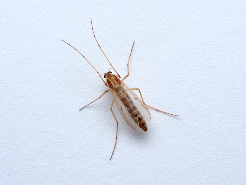 Close up of a midge on a white background