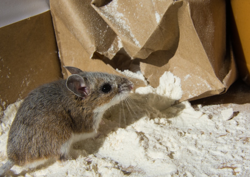 Side view of a flour covered wild brown house mouse in front of a ripped brown bag with its contents spilling