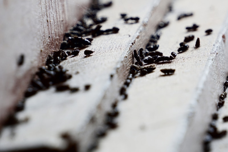 Several piles of mouse droppings gathered on an uneven wooden surface