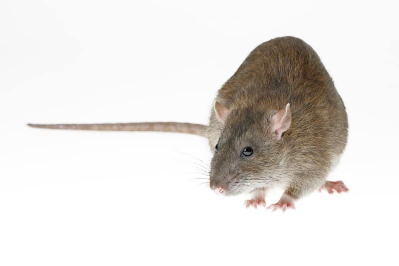 Norway rat on a white background