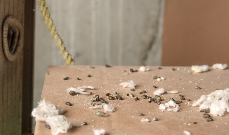 A lot of dried, old mouse droppings mixed with nesting material sit on top of a cardboard box.