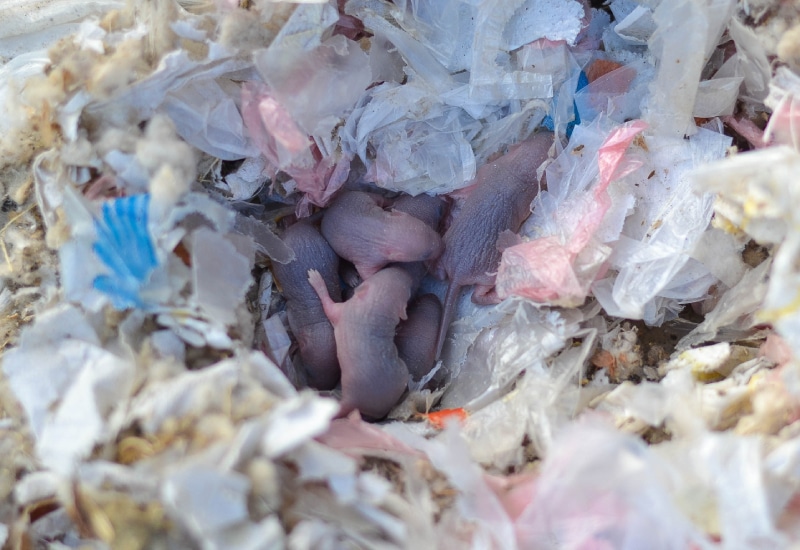 Newborn rats in a nest