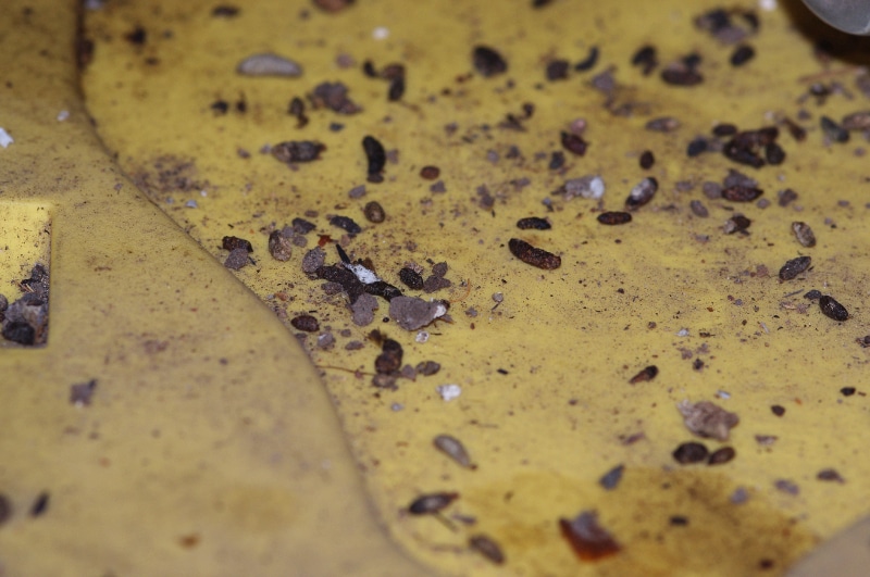 group of rat droppings on a yellow background