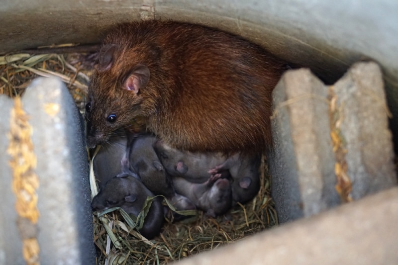 Mother rat with her babies in a nest