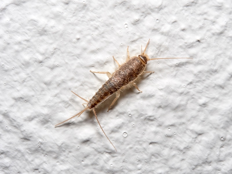 silverfish on a white background