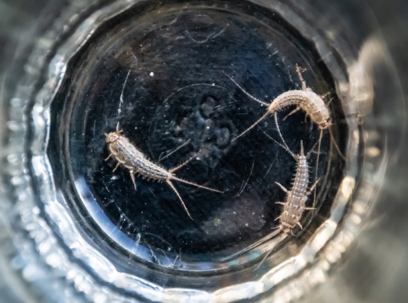 three silverfish at the bottom of a glass