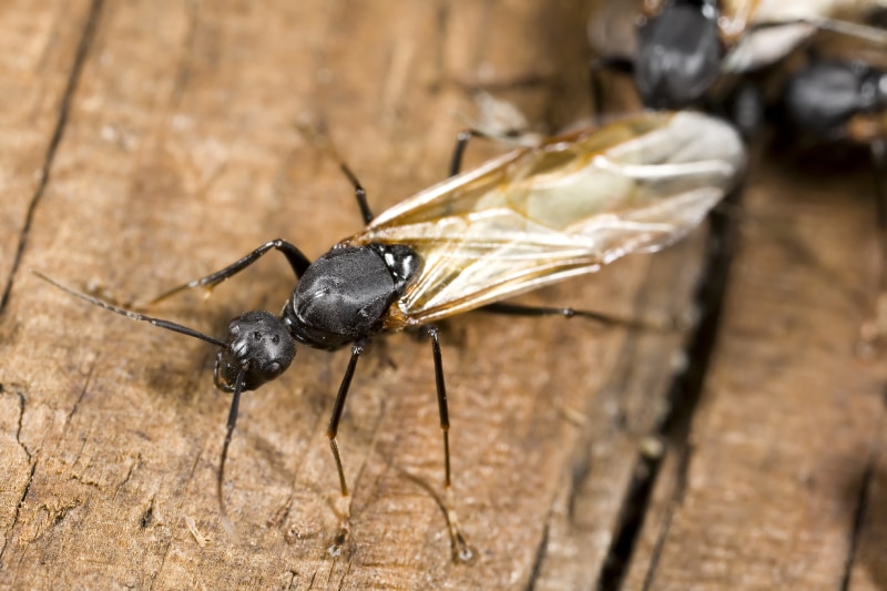 Close up of a winged carpenter ant