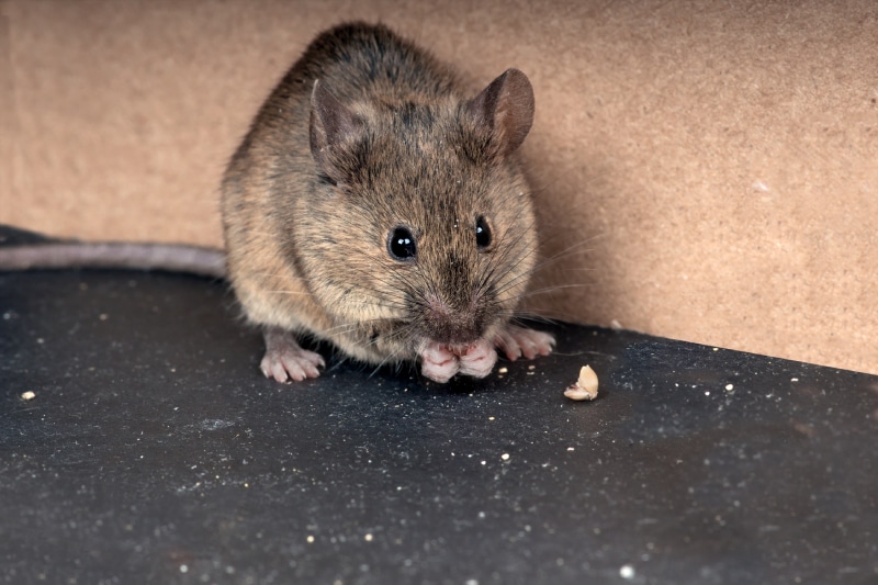 close up of a mouse eating grain