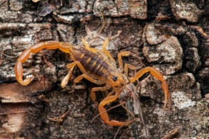 Arizona bark scorpion resting on a piece of wood