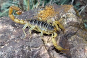 Arizona giant hairy scorpion resting on a rock