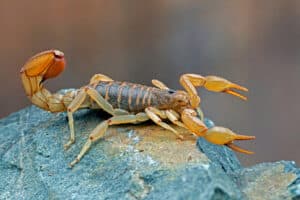 Side view of an Arizona stripe-tail scorpion resting on a rock