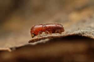 A close-up of a bark beetle, a type of weevil, on a piece of wood.