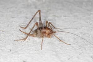 Camel crickets crawl on a basement floor.