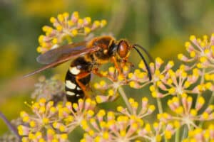 Close up of a cicada killer wasp perched on a yellow flower