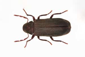 A close-up of the common furniture beetle, also known as the common house borer.