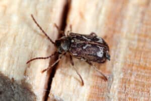 Deathwatch beetle crawling on a section of hardwood.