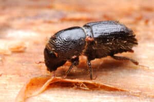 A false powderpost beetle sitting on a piece of wood.