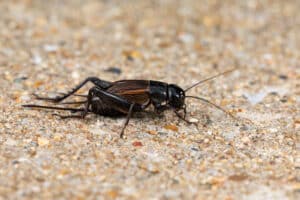 Close-up photo of a field cricket crawling on the ground.