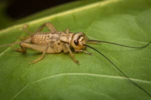 Photo of house crickets with their distinguishing dark bands.