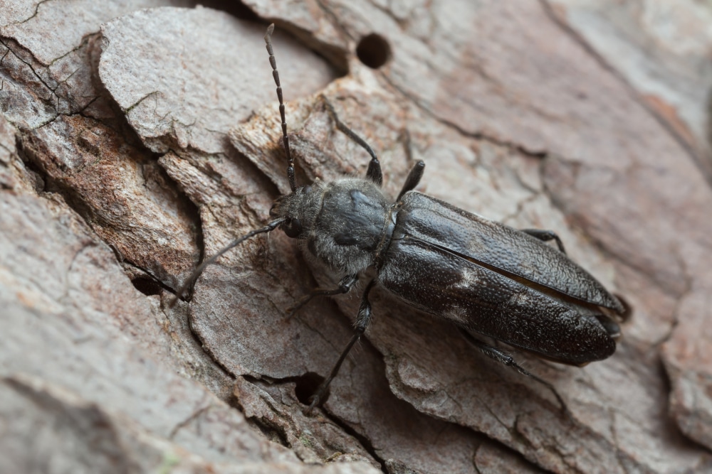 Close up of an old house borer on a piece of wood