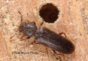 Close-up photo of a powderpost beetle.