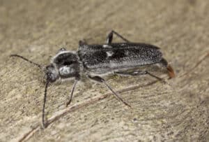 A black old house borer with fine white hairs sits on a piece of wood.