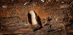 A woodworm or bark beetle larva is boring through raw bark.