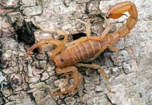 Yellow ground scorpion resting on bark