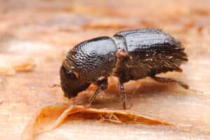 Close up of a bark beetle on wood