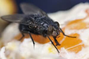 A black fly rests on an orange.