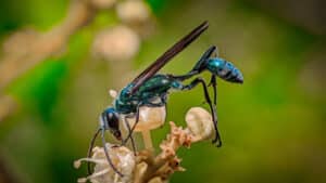 Close up of a blue mud wasp standing on a plant