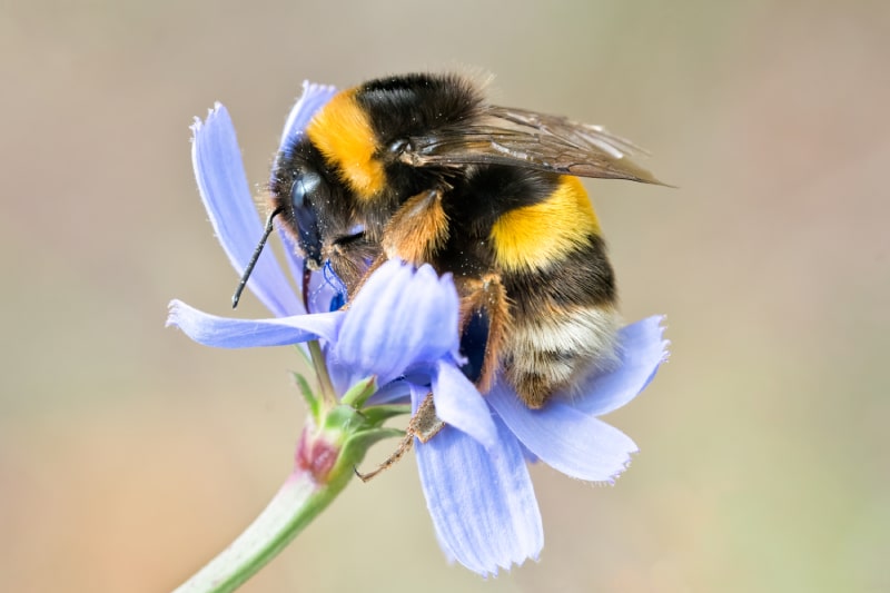 close up of a bumblebee on a purple flower