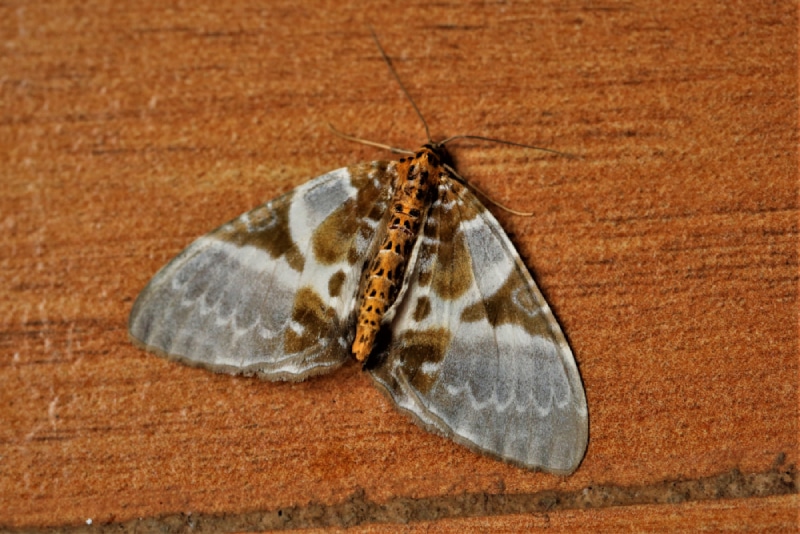 close up of a carpet moth