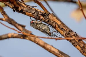 Cicada holding onto a tree branch upside down