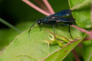 Close up of a blue mud wasp on a green leaf