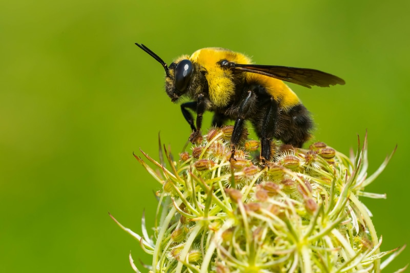 Close up of a bumblebee sitting on a green flower