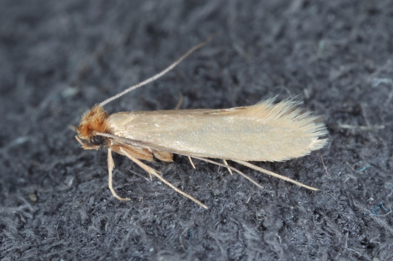 A clothes moth rests on dark blue fabric.