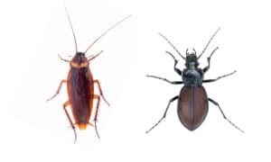 cockroach and ground beetle isolated on a white background