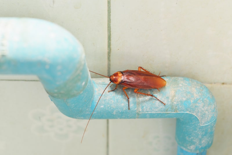 dirty cockroach on pipe water