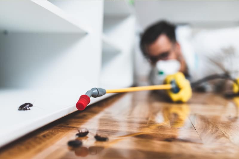 pest control expert spraying cockroaches in a house