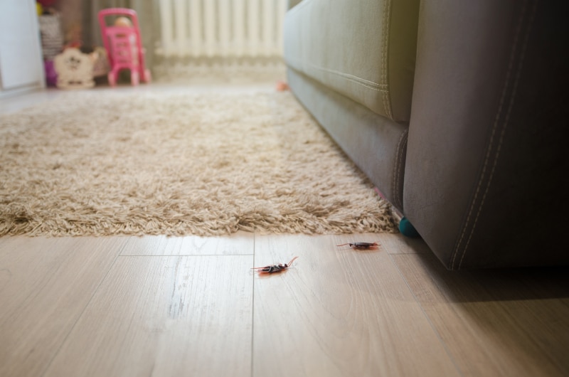 Dead cockroaches in an apartment house on the background of the sofa