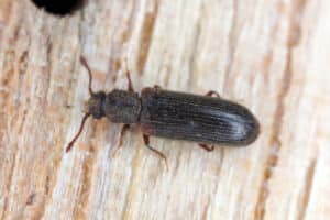 Close up of a common furniture beetle on wood