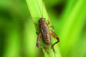 Cricket resting on a green leaf