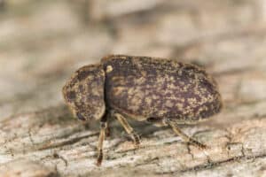 Close up of a deathwatch beetle on a piece of wood