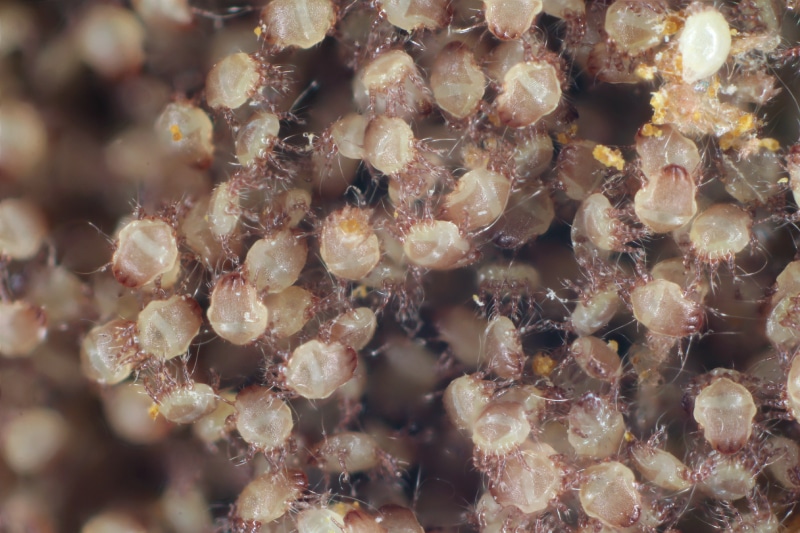 Close-up photo of dust mites.